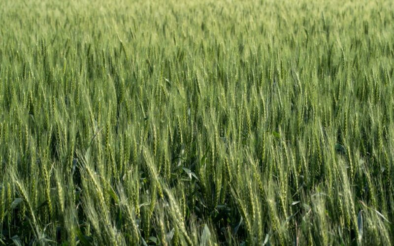 How CSR Drives Sustainable Agriculture & Youth Employment in Zimbabwe